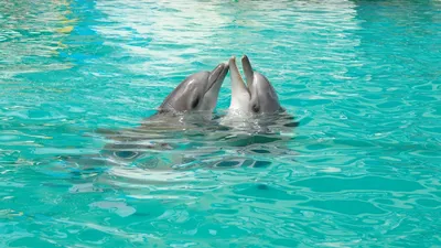 два дельфина прыгают в океан, картинка дельфины выпрыгивают из воды,  дельфин, вода фон картинки и Фото для бесплатной загрузки