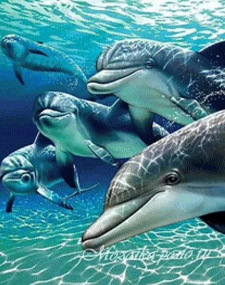 Картинки дельфин, дельфины, океан, море, вода, песок, подводный мир,  морской мир - обои 1920x1080, картинка №48095