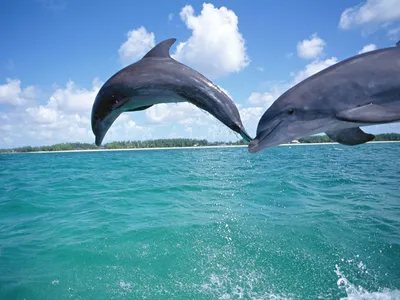 Сколько дельфинов на картинке: сложная задача для гениев - МЕТА