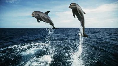 Картинки дельфины, море, красиво, фото, позитив - обои 1920x1080, картинка  №180521