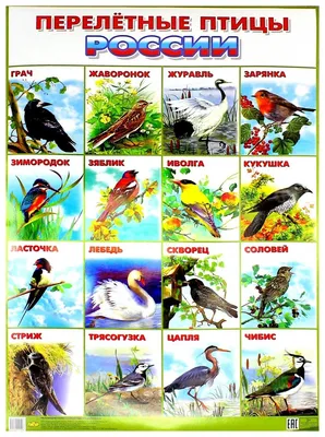 Перелетные птицы Росии. Плакат - купить демонстрационные материалы для  школы в интернет-магазинах, цены на Мегамаркет |