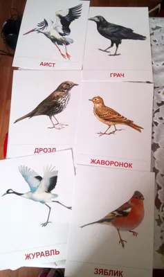 Иллюстрация 20 из 22 для Демонстрационные картинки Перелетные птицы, 16  картинок | Лабиринт - книги. Источник: Маргарита
