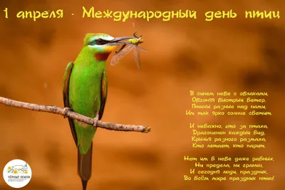 День птиц картинки с птицами (44 фото) » Красивые картинки, поздравления и  пожелания - Lubok.club