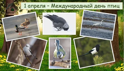 Всемирный день птиц — Заповедник Черные земли — Официальный сайт