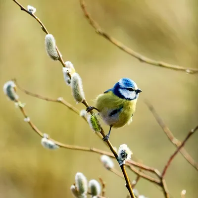 1 апреля - Международный день птиц | 03.04.2023 | Болхов - БезФормата
