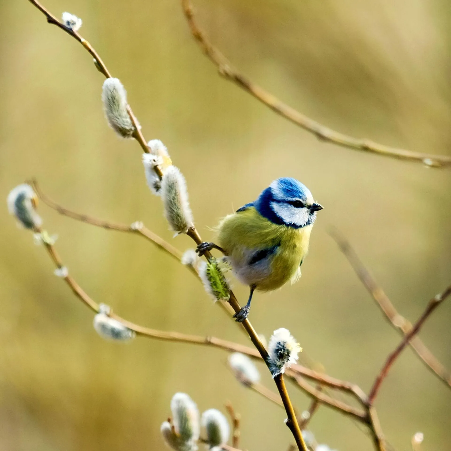 Птицы вестники радости. Синичка на вербе. 1 Апреля день птиц. Синица на цветущей ветке фото.