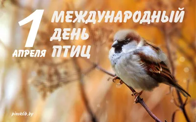 1 апреля – Международный день птиц - Пинская городская центральная  библиотека
