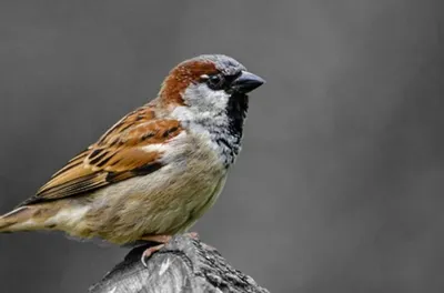 Международный день птиц | Пикабу