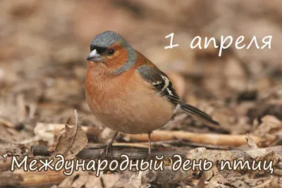 Сегодня отмечают Международный день птиц - ГКУ «Дирекция особо охраняемых  природных территорий Санкт-Петербурга»