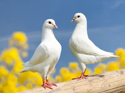 1 апреля — Международный день птиц — Творим вместе с детьми