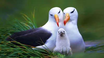 всё обо всём - 1 апреля - Международный день птиц Поздравления  http://pozdravik.ru/prazdniki/den-ptic Ежегодно 1 апреля вся планета  отмечает Международный день птиц (International Bird Day) -  интернациональный экологический праздник. Он возник в США