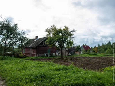 Глухая немецкая деревня – это интернет, асфальт и олени». Жизнь белоруски в  Германии | bobruisk.ru