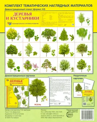 Иллюстрация 1 из 17 для Демонстрационные картинки \"Деревья и кустарники\"  (173х220 мм) - Т. Цветкова | Лабиринт -