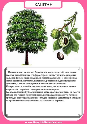 РАЗВИТИЕ РЕБЕНКА: Строение Дерева. Листья Деревьев. | Листья, Растения,  Лекарственные растения