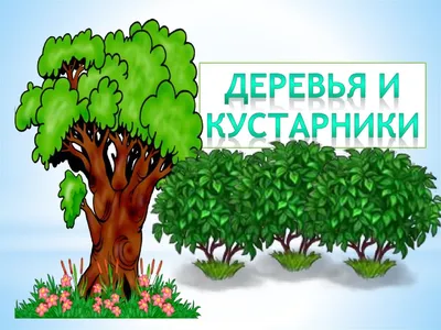 младшая группа (3-4 года) Тема «Деревья, кустарники, цветы»