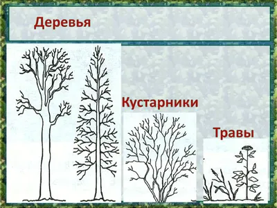 Деревья Зеленые кустарники Трава Лето июль -го июнь обезьяна детей время  Letstva сыграть Редакционное Фото - изображение насчитывающей июнь, валы:  80038381