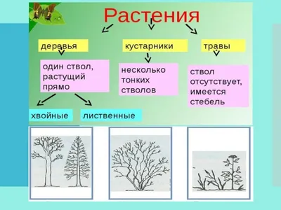 Деревья и кустарники картинки для детей фотографии