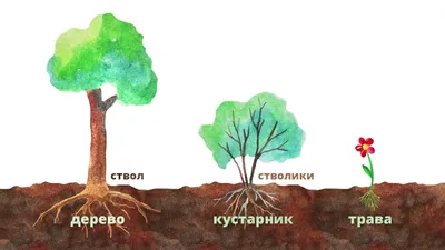 Грамматика в картинках и играх. Тема: Деревья и кустарники | Дефектология  Проф