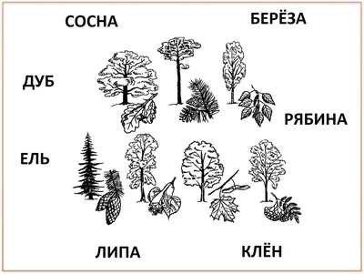 Иллюстрация 1 из 1 для Дидактический материал \"Деревья и кустарники. Грибы\"  для развития детей 5-7 лет - Наталья Русланова | Лабиринт - книги.  Источник: Лабиринт