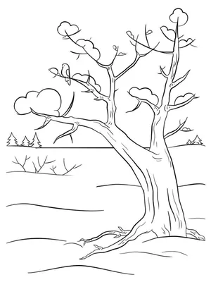 Раскраски Деревья зимой | Tree coloring page, Winter trees, Coloring pages