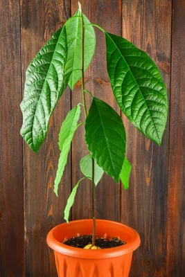 Растение авокадо - «Я у мамы авокадовод. Самый простой и действенный способ  вырастить авокадо из магазинной косточки. Как закустить ствол?» | отзывы