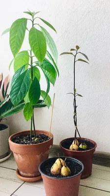 Комнатное авокадо — тонкости ухода | Выращивание авокадо, Дерево авокадо,  Сад на балконе