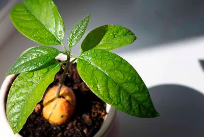 Как вырастить авокадо из косточки в домашних условиях: подробная инструкция  - Дом Mail.ru