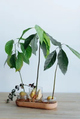Выращиваем авокадо из косточки в горшке до размера дерева