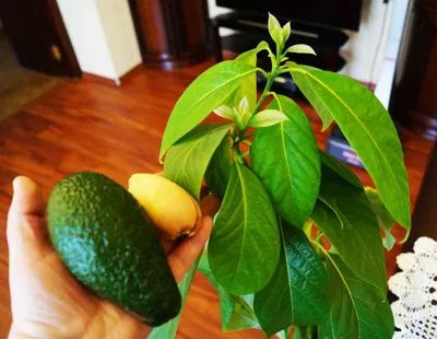 Как вырастить авокадо из косточки | Блог GreenMarket