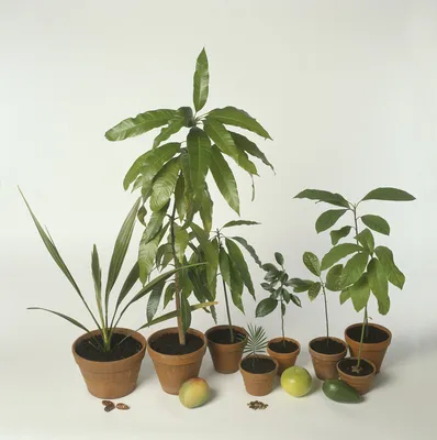 Как вырастить авокадо из косточки в домашних условиях: посадка,  проращивание, уход