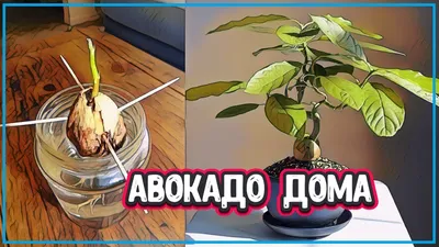 Как вырастить авокадо из косточки дома | GreenPost