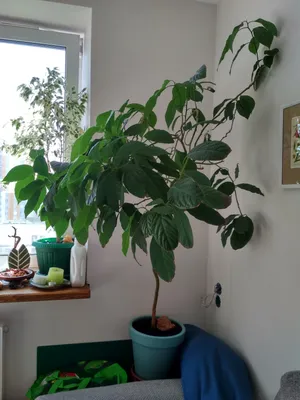 Авокадо – растение для начинающих цветоводов: Общество: Облгазета