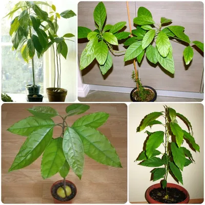 Авокадо. Уход и выращивание в домашних условиях. Как вырастить авокадо из  косточки