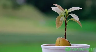 Выращивание Авокадо из косточки в домашних условиях