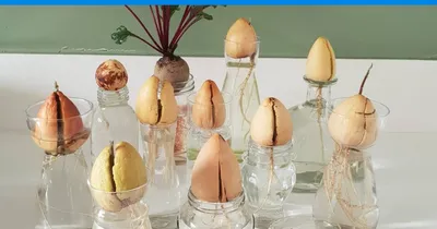 Авокадо дома из косточки в горшке — как вырастить дерево для декора