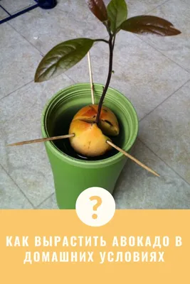 Как вырастить авокадо из косточки, как вырастить авокадо у себя дома, можно  ли вырастить авокадо в горшке, через сколько дерево авокадо плодоносит, как  растет авокадо - 2 марта 2022 - НГС.ру