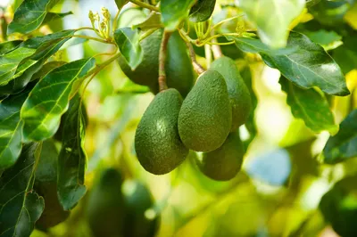 Как вырастить авокадо у себя дома: практические советы | myDecor