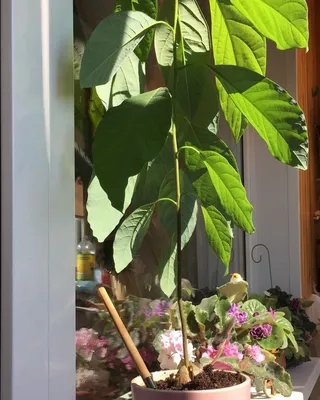 Как вырастить авокадо дома | Выращивание авокадо, Авокадо, Карликовые  плодовые деревья