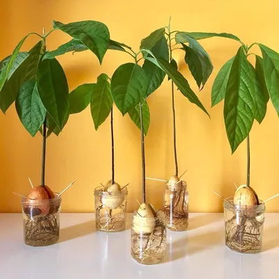 Авокадо из косточки: выращивание в домашних условиях и советы по уходу