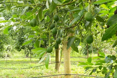 Авокадо, манго, розмарин: как проращивать дома семена и косточки