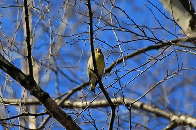 Обнаженное дерево в предыдущей весне и черных птицах в парке города, Д  Стоковое Изображение - изображение насчитывающей начиная, город: 145320395