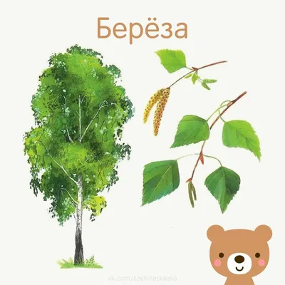 Картинка Дерево для детей 3-5 лет. У этого дерева крепкий ствол и пышная  крона