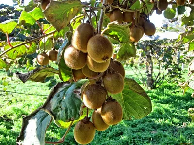 100 Thailand Mini Kiwi Fruit Bonsai Seeds, Exotic Kiwi Tree Fresh Seeds |  eBay