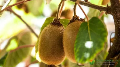 Киви и абрикосы выращивают в Ленобласти летом 2021 г. › Статьи › 47новостей  из Ленинградской области
