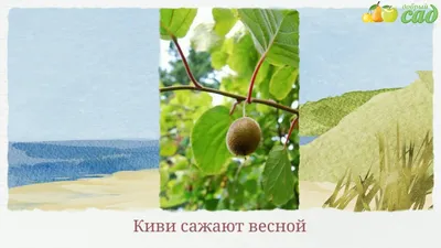 Саженцы киви | Купить в Казахстане | Цены на Satu.kz