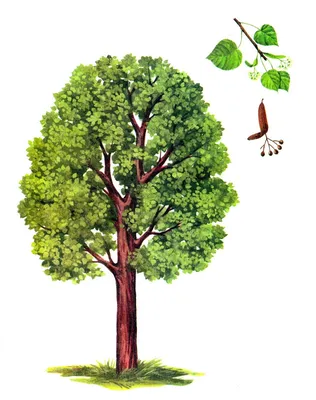 Осина Дерево Окрашенная - Бесплатное изображение на Pixabay - Pixabay
