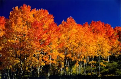 Tremula Populus, дерево осины, европейская осина или дерево дрожа осины  Стоковое Фото - изображение насчитывающей сезон, красно: 135472452