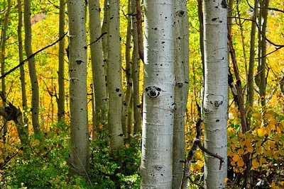 Осина Дерево Колорадо - Бесплатное фото на Pixabay - Pixabay