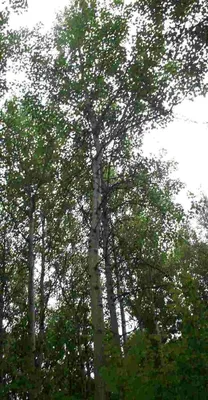 Осина дерево листья осины реалистично…» — создано в Шедевруме