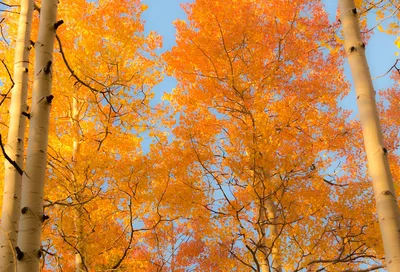 Колорадо Осины В Осень Стоковые Фотографии | FreeImages